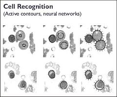 Cell Recognition
